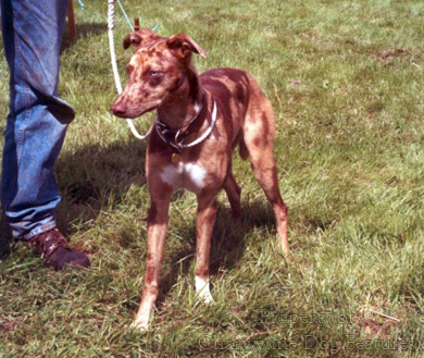 Merle lurcher sale
